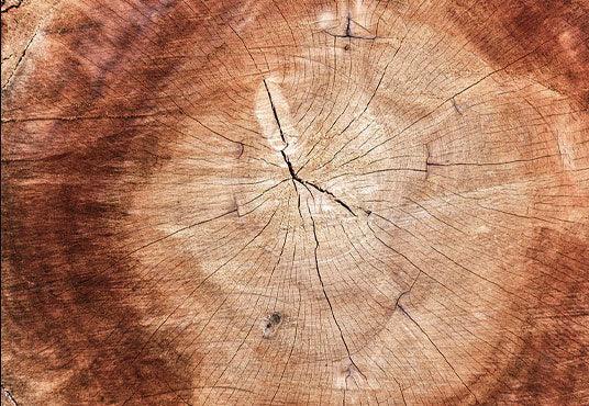 Annual Ring Wood Grain Backdrop for Photography Photo Studio SBH0004