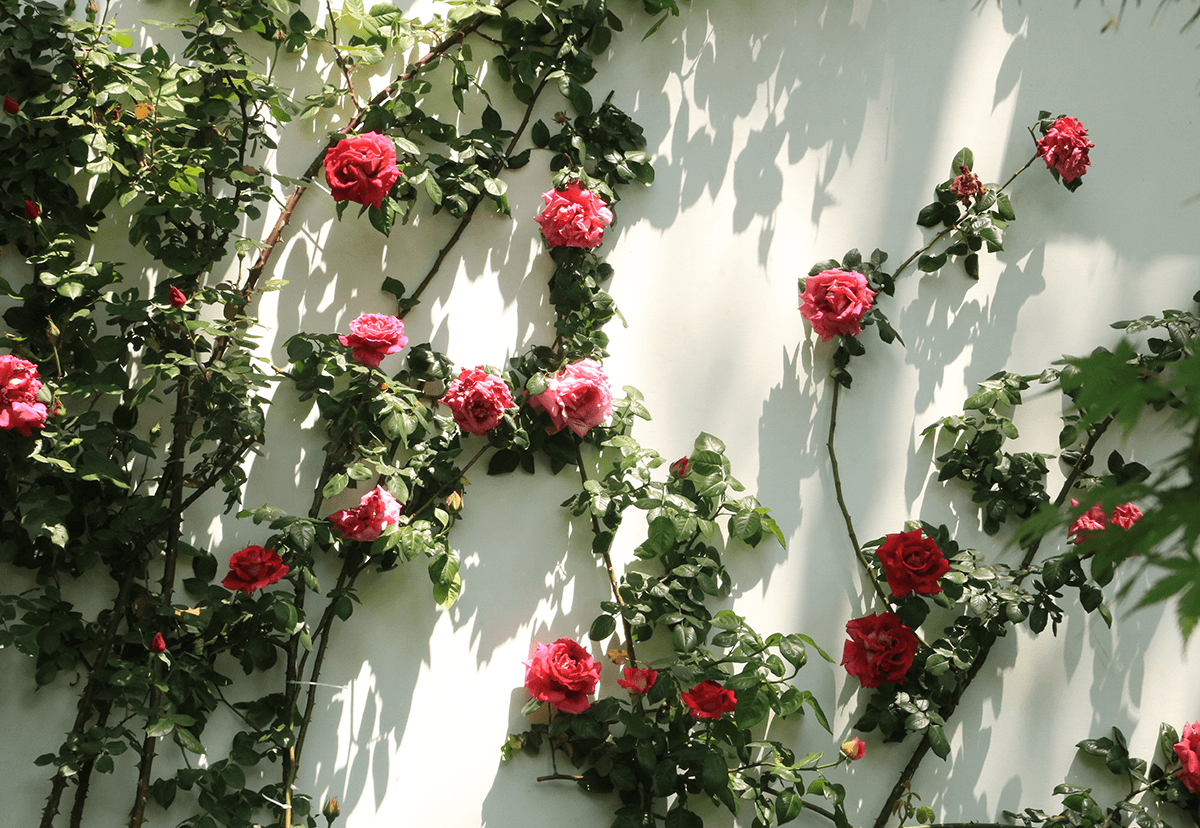 Natural Light Rose Photography Background