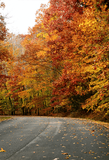 The Road Through Fall Forest Backdrop for Photography SBH0193