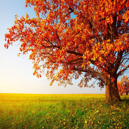 Autumn Forest Red Leaves Backdrop