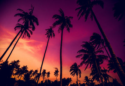 Hawaiian Sunset Palm Tree Photo Backdrop for Photo Studio KH06312