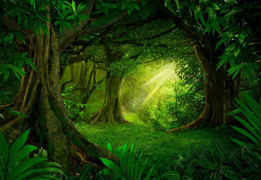 Spring Forest Magic Green Forest Photography Backdrops