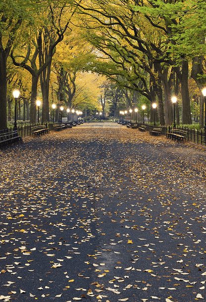 Autumn Central Park Literary Walk Photography Backdrop SBH0621