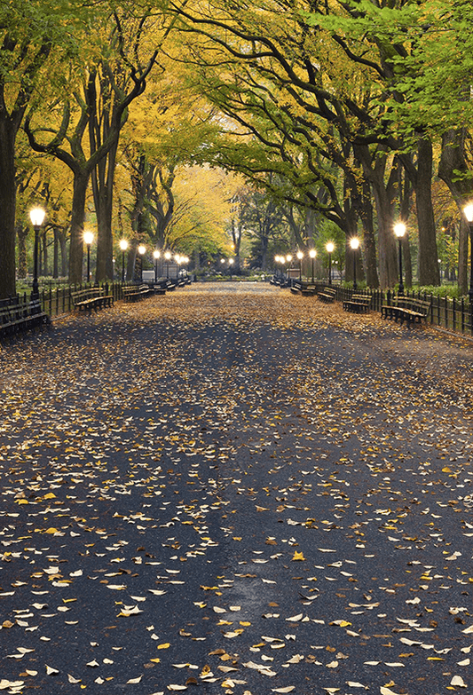 Autumn Central Park Literary Walk Photography Backdrop SBH0621