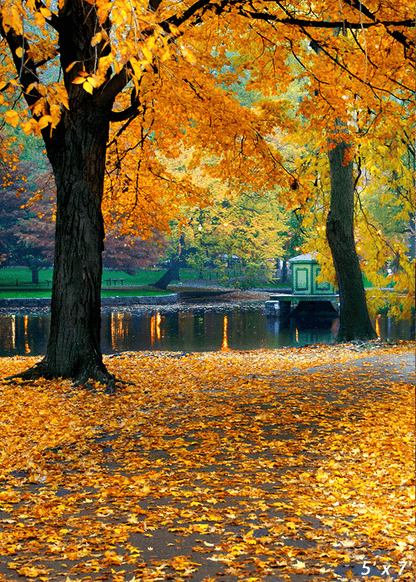 Autumn Leaves Background Backdrop for Photography SBH0634