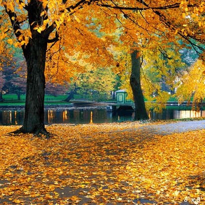 Autumn Leaves Background Backdrop for Photography SBH0634