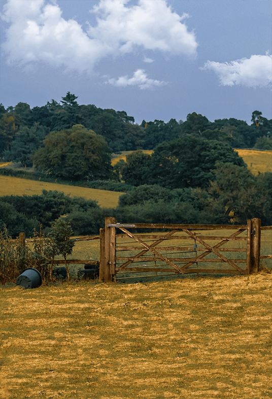 Brown Grass Field Under Beautiful Sky Background For Photo SBH0691