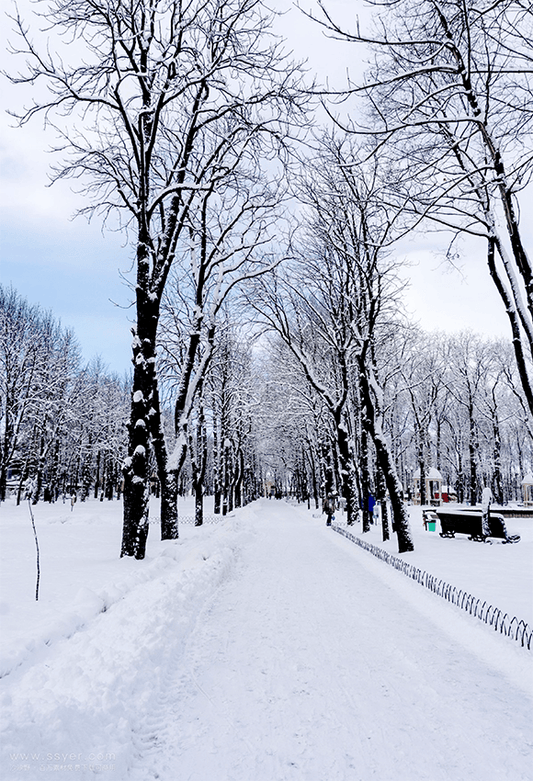 White Winter Snowfield Trees Backdrop For Studio